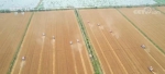 农业农村部：夏粮生产呈现四大亮点 小麦品质好于上年 - 西安网