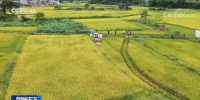 在希望的田野上 | 多地早稻、小麦进入成熟期 大面积开镰收割 - 西安网