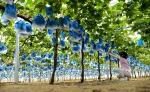 图为准备采摘上市的葡萄，葡萄树下是监测传感器。东海县为宣传部供图 - 西安网
