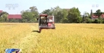 在希望的田野上 | 高产示范带动强 粮食主产省份湖南早稻丰收在望 - 西安网