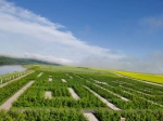 【美丽中国·网络媒体生态行】世界上最大农作物太极图有多美？ - 西安网