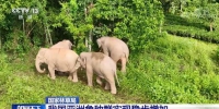 我国亚洲象种群实现稳步增加 亚洲象多项科研取得新进展 - 西安网