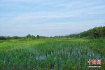 潼关黄河国家湿地公园内水草丰茂。黄钰涵 摄 - 西安网