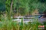 鸟儿在潼关黄河国家湿地公园内嬉戏。黄钰涵 摄 - 西安网