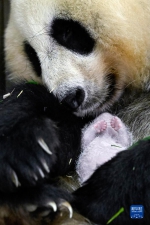 四川卧龙诞生全球圈养大熊猫最重幼仔 - 西安网