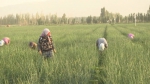 新疆焉耆：“农”墨重彩，描绘五彩乡村振兴画卷 - 西安网