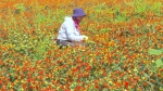 新疆焉耆：“农”墨重彩，描绘五彩乡村振兴画卷 - 西安网