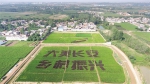 无人机拍摄黎明村渔稻共生项目 - 西安网