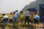 村民正在收割丰收的稻谷。　廖霖 摄 - 西安网