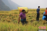 村民正扛着刚收获的沉甸甸的稻谷。　廖霖 摄 - 西安网