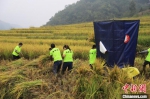 官元镇古家村村民正在收割丰收的稻谷。　廖霖 摄 - 西安网