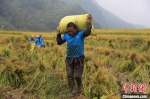 官元镇古家村村民正扛着刚收获的沉甸甸的稻谷。　廖霖 摄 - 西安网
