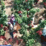 在希望的田野上 | 广东梅州柚子成熟挂枝头 柚农忙采摘 - 西安网