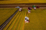 稻菽千重浪丨中国要强，农业必须强 - 西安网