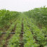 玉米大豆带状复合种植。受访者供图 - 西安网