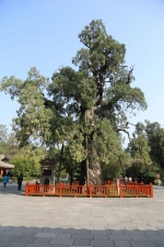 活文物！我国仅有的5株5000岁古树都在陕西 - 西安网