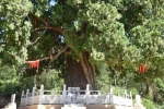 活文物！我国仅有的5株5000岁古树都在陕西 - 西安网