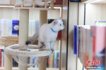 新华书店首家宠物主题书店亮相北京 - 西安网