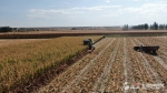 新疆秋粮丰收形势显现 全区已完成玉米收获540余万亩 - 西安网