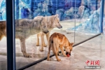 世界首只“克隆北极狼”亮相哈尔滨极地公园 - 西安网