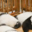 大熊猫繁育研究基地的慵懒午后 大熊猫宝宝变成“趴趴熊” - 西安网