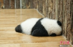 大熊猫繁育研究基地的慵懒午后 大熊猫宝宝变成“趴趴熊” - 西安网