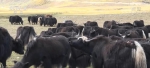在希望的田野上 | 万头牦牛集中出栏 特色产业助农增收 - 西安网
