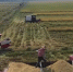 在希望的田野上 | 江西共青城：中稻收割提速 秋粮收购开秤 - 西安网