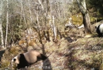 陕西太白山保护区野生大熊猫母子同框 - 西安网