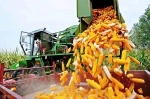 超800公斤!西安市玉米测产量位列全省第一 - 西安网