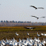 吉林莫莫格湿地候鸟翔集 濒危东方白鹳数量创新高 - 西安网