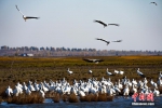 吉林莫莫格湿地候鸟翔集 濒危东方白鹳数量创新高 - 西安网