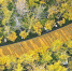 幸福林带的金色秋天 - 西安网