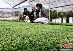 南昌市东湖区委统战部常务副部长朱莉群等人在扬子洲镇南洲村花卉种植基地调研。　含章 摄 - 西安网