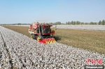 新疆尉犁县棉田里，国产采棉机正在采收棉花。　汪志鹏 摄 - 西安网