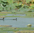 安徽合肥：秋日湿地“奏响”“绿色乐章” - 西安网