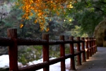 深秋赏红叶，初探太平公园山岳型景区最长无障碍旅游步道 - 西安网