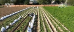 万亩萝卜喜获丰收 规模化种植促增收 - 西安网