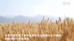 新华全媒+｜陕西西安：“农业景区”走出乡村振兴新路径 - 西安网