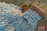 图为10月17日，新疆阿克苏地区沙雅县红旗镇的一处棉田内，一台采棉机正在卸棉。（无人机照片） 中新社发 柳玉柱 摄 - 西安网