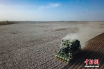 图为10月29日，由两名“90后”管理的新疆尉犁县3000亩超级棉田迎来机械化采收。（无人机照片） 中新社发 妥红艳 摄 - 西安网