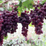 五千余亩“红宝石”葡萄迎丰收 - 西安网