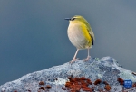 岩异鹩当选2022年新西兰“年度鸟类” - 西安网