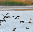 甘肃酒泉“织”监测网守护候鸟迁徙线：大漠湿地变“鸟乐园” - 西安网