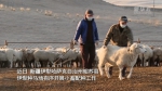 新华全媒+｜新疆昭苏：牲畜品种改良 助推畜牧业高质量发展 - 西安网