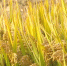 秋收好“丰”景 90万亩水稻进入成熟收获期 - 西安网