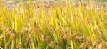 秋收好“丰”景 90万亩水稻进入成熟收获期 - 西安网