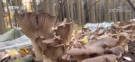好生态收获好效益 林下蘑菇产量高价格好 - 西安网