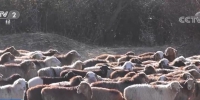 新疆塔城15.2万头牲畜搭上“专车”去过冬 - 西安网