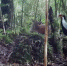 罕见又和谐！云南龙陵首次拍到两种保护动物“同框”生活画面 - 西安网